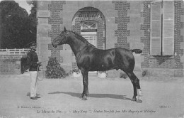 61-LE-HARAS DU PIN- " MAY-KING  " ETALON NORFOLK PAR HIS-MAGESTY ET VILDFIRE - Autres & Non Classés