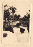 Photo Les Antilles Martinique Une Route Bordée De Palmiers - Amérique