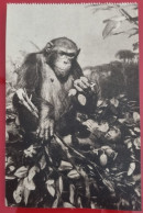 Carta Postale Non Circulée - THE AMERICAN MUSEUM OF NATURAL HISTORY, NEW YORK - CHIMPANZEE (Simia Satyrus) - Musei