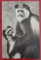 CPA - ANIMALS - THE AMERICAN MUSEUM OF NATURAL HISTORY, NEW YORK - WHITE-MANTLED COLOBUS - Museen