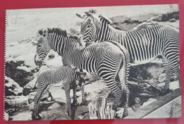 CPA - ANIMALS - THE AMERICAN MUSEUM OF NATURAL HISTORY, NEW YORK - GREVY ZEBRA - Musées