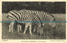 R641989 Whipsnade. Chapman Zebras. Zoological Society Of London. F. W. Bond. 193 - Andere & Zonder Classificatie