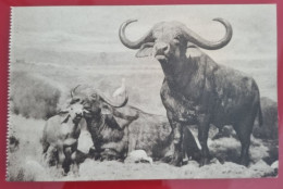 CPA - ANIMALS - THE AMERICAN MUSEUM OF NATURAL HISTORY, NEW YORK - AFRICAN BUFFALO (Syncerus Caffer) - Musei