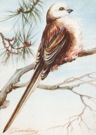 VOGEL Tier Vintage Ansichtskarte Postkarte CPSM #PAN171.A - Vögel