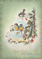 BIRD Animals Vintage Postcard CPSM #PAM661.A - Vogels