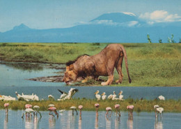 LION Tier Vintage Ansichtskarte Postkarte CPSM #PBS069.A - Leones