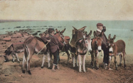 ESEL Tiere Kinder Vintage Antik Alt CPA Ansichtskarte Postkarte #PAA327.A - Donkeys