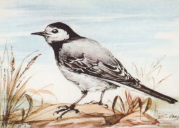 UCCELLO Animale Vintage Cartolina CPSM #PAN172.IT - Vögel
