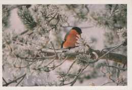 UCCELLO Animale Vintage Cartolina CPSM #PAM676.IT - Vogels