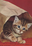 GATTO KITTY Animale Vintage Cartolina CPSM #PAM486.IT - Katten