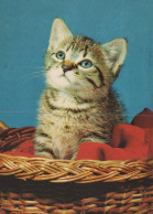 GATTO KITTY Animale Vintage Cartolina CPSM #PAM111.IT - Katten