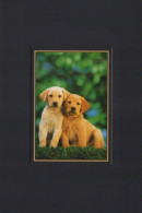 HUND Tier Vintage Ansichtskarte Postkarte CPSM #PAN613.DE - Hunde