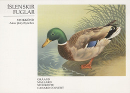 VOGEL Tier Vintage Ansichtskarte Postkarte CPSM #PAN110.DE - Pájaros