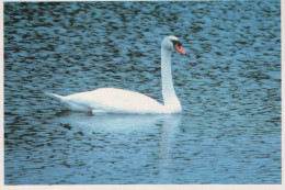 VOGEL Tier Vintage Ansichtskarte Postkarte CPSM #PAM675.DE - Vögel