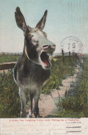 ASINO Animale Vintage CPA Cartolina #PAA155.IT - Donkeys