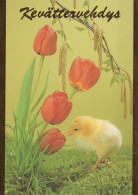PASQUA POLLO UOVO Vintage Cartolina CPSM #PBP168.IT - Pasen