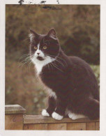 KATZE Vintage Ansichtskarte Postkarte CPSMPF #PKG904.DE - Katten