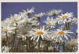 FLOWERS Vintage Ansichtskarte Postkarte CPSM #PBZ259.DE - Flowers