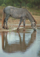 PFERD Tier Vintage Ansichtskarte Postkarte CPSM #PBR954.DE - Horses