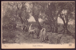 ALGERIE ETUDE D OLIVIERS - Scenes