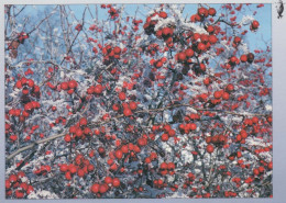 FLEURS Vintage Carte Postale CPSM #PAR550.FR - Flowers