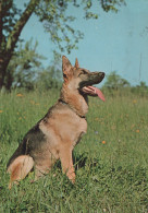 CHIEN Animaux Vintage Carte Postale CPSM #PAN612.FR - Honden