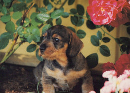 CHIEN Animaux Vintage Carte Postale CPSM #PAN483.FR - Hunde