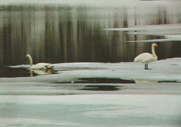 OISEAU Animaux Vintage Carte Postale CPSM #PAN293.FR - Oiseaux