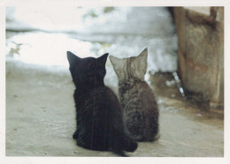 GATO GATITO Animales Vintage Tarjeta Postal CPSM #PBQ956.ES - Cats