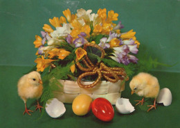 PASCUA POLLO HUEVO Vintage Tarjeta Postal CPSM #PBO913.ES - Ostern