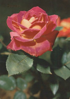 FLOWERS Vintage Postcard CPSM #PAS329.GB - Bloemen