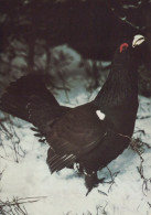 BIRD Animals Vintage Postcard CPSM #PAM672.GB - Vogels