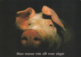 PORCS Animaux Vintage Carte Postale CPSM #PBR741.FR - Schweine