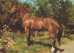 CHEVAL Animaux Vintage Carte Postale CPSM #PBR953.FR - Paarden