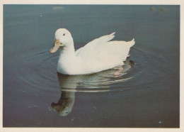 OISEAU Animaux Vintage Carte Postale CPSM #PBR487.FR - Vogels