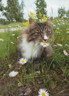 CHAT CHAT Animaux Vintage Carte Postale CPSM #PBQ834.FR - Katten