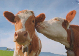 COW Animals Vintage Postcard CPSM #PBR801.GB - Vacas