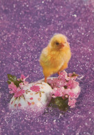 EASTER CHICKEN EGG Vintage Postcard CPSM #PBP225.GB - Pâques