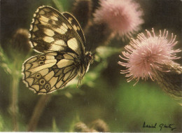 - Papillon - Melanargia Galathea - Demi-deuil - Photo: Daniel GLEITZ. - Format: 1,5cm X 12cm - - Insectos