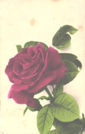 Flower, Rose, Pre 1922 - Blumen