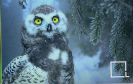 Owl, Birds, Czech Republic,  2020 - Petit Format : 2001-...