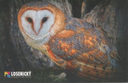 Owl, Birds, Czech Republic,  2012 - Tamaño Pequeño : 2001-...