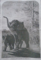 D203445 P324   Old Print  Livingstone -Africa - Elephant Hunting -  Woodcut From A Hungarian Newspaper  1866 - Estampes & Gravures