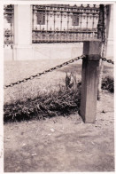 Photo Originale - South Africa - Afrique Du Sud - 1941 - CAP TOWN - LE CAP - The Gardens - Squirrel - Places