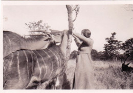 Original Picture - South Africa - Kruger National Park - Kudus - Giraffes