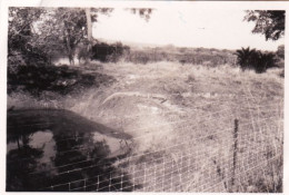 Original Picture - South Africa - Kruger National Park - Crocodiles - Other & Unclassified