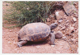 Postal Stationery China 2006 Turtle - Tortoise - Andere & Zonder Classificatie