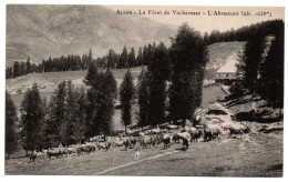 Allos. La Forêt De La Vacheresse. L'Abreuvoir - Sonstige & Ohne Zuordnung