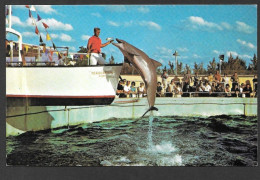 Animal > Poissons - Miami Seaquarium - Performing Porpoise In The Act Of Taking A Fish - Pesci E Crostacei