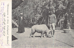 Egypt - CAIRO - Rhinoceros Cub In Giza Zoological Gardens - Publ. Unknown  - Caïro